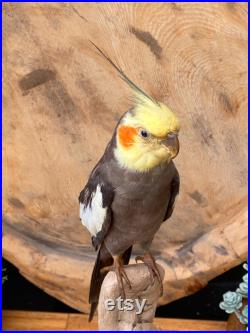 Véritable oiseau de taxidermie Nymphicus hollandicus