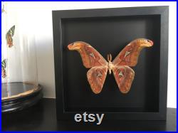 Véritable papillon Géant Attacus Atlas ou Papillon Cobra sous magnifique grand cadre en bois laqué noir avec fond noir Asie Sud Est