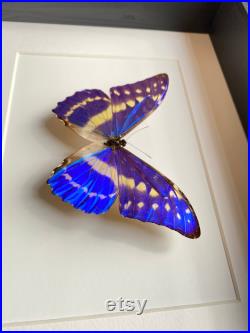 Véritable papillon Morpho Cypris de Colombie naturalisé sous splendide caisson luxe en bois noir fond blanc-Entomologie- Cabinet Curiosites