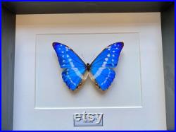 Véritable papillon Morpho Cypris de Colombie naturalisé sous splendide caisson luxe en bois noir fond blanc-Entomologie- Cabinet Curiosites