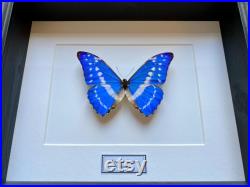 Véritable papillon Morpho Cypris du Pérou naturalisé sous magnifique caisson luxe.