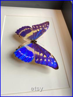 Véritable papillon Morpho Cypris du Pérou naturalisé sous magnifique caisson luxe.