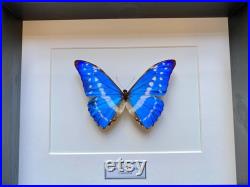 Véritable papillon Morpho Cypris du Pérou naturalisé sous magnifique caisson luxe.