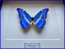 Véritable papillon Morpho Cypris du Pérou naturalisé sous magnifique caisson luxe.