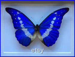 Véritable papillon Morpho Helena du Pérou naturalisé sous splendide caisson luxe en bois noir fond blanc-Entomologie- Cabinet curiosites