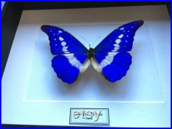 Véritable papillon Morpho Helena du Pérou naturalisé sous splendide caisson luxe en bois noir fond blanc-Entomologie- Cabinet curiosites