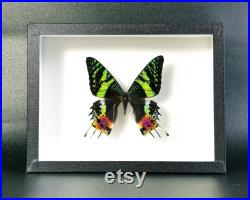 Véritable papillon naturalisé Chrysiridia rhipheus (Insecte, entomologie, taxidermie, curiosité)