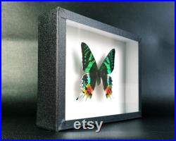 Véritable papillon naturalisé Chrysiridia rhipheus (Insecte, entomologie, taxidermie, curiosité)