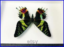 Véritable papillon naturalisé Chrysiridia rhipheus (Insecte, entomologie, taxidermie, curiosité)