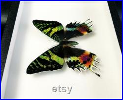 Véritable papillon naturalisé Chrysiridia rhipheus (Insecte, entomologie, taxidermie, curiosité)