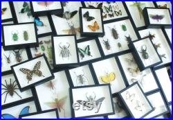 Véritable papillon naturalisé Chrysiridia rhipheus (Insecte, entomologie, taxidermie, curiosité)