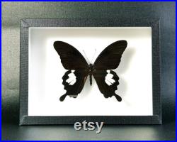 Véritable papillon naturalisé encadré Papilio helenus (Entomologie, taxidermie, insecte)