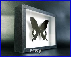 Véritable papillon naturalisé encadré Papilio helenus (Entomologie, taxidermie, insecte)