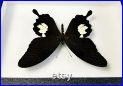 Véritable papillon naturalisé encadré Papilio helenus (Entomologie, taxidermie, insecte)