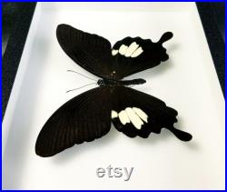 Véritable papillon naturalisé encadré Papilio helenus (Entomologie, taxidermie, insecte)