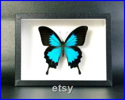 Véritable papillon naturalisé sous cadre Papilio ulysses (mâle) (Entomologie, insecte, taxidermie) Véritable papillon naturalisé sous cadre Papilio ulysses (mâle) (Entomologie, insecte, taxidermie)