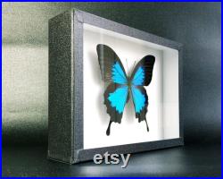 Véritable papillon naturalisé sous cadre Papilio ulysses (mâle) (Entomologie, insecte, taxidermie) Véritable papillon naturalisé sous cadre Papilio ulysses (mâle) (Entomologie, insecte, taxidermie)