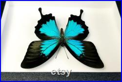 Véritable papillon naturalisé sous cadre Papilio ulysses (mâle) (Entomologie, insecte, taxidermie) Véritable papillon naturalisé sous cadre Papilio ulysses (mâle) (Entomologie, insecte, taxidermie)