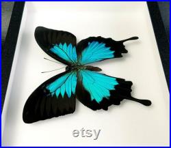 Véritable papillon naturalisé sous cadre Papilio ulysses (mâle) (Entomologie, insecte, taxidermie) Véritable papillon naturalisé sous cadre Papilio ulysses (mâle) (Entomologie, insecte, taxidermie)