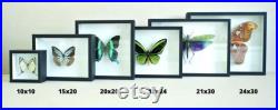 Véritable papillon naturalisé sous cadre Papilio ulysses (mâle) (Entomologie, insecte, taxidermie) Véritable papillon naturalisé sous cadre Papilio ulysses (mâle) (Entomologie, insecte, taxidermie)