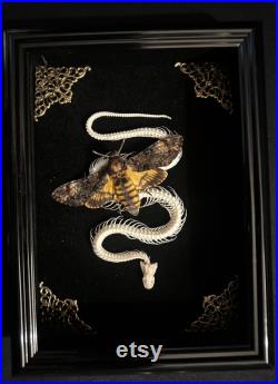 Véritable papillon tête de mort et squelette de serpent sous cadre vitrine et ornements taxidermy, entomology, curiosity cabinet dark art