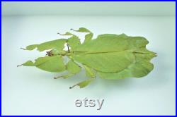 Véritable phasme feuille naturalisé Pulchriphyllium pulchrifolium (femelle) (Insecte, entomologie, taxidermie)