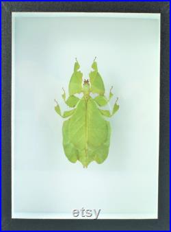 Véritable phasme feuille naturalisé Pulchriphyllium pulchrifolium (femelle) (Insecte, entomologie, taxidermie)