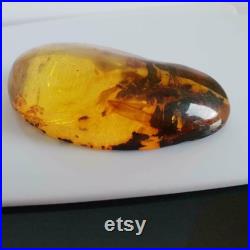 Véritable pierre d ambre baltique naturelle cinq insectes 31,4 g Inclusion mbar Genuino Ambra Autentica