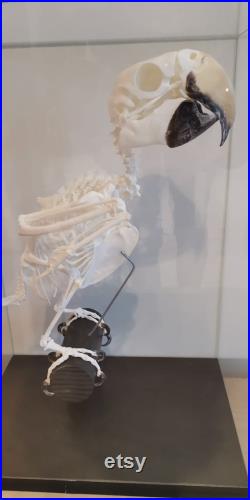 Véritable squelette d ara rouge et vert véritable squelette à ailes vertes Ara chloroptère. Taxidermie