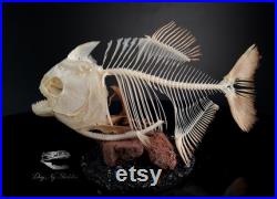 Véritable squelette de piranha 18 cm, taxidermie de poisson, sur Diorama, base d affichage miniature