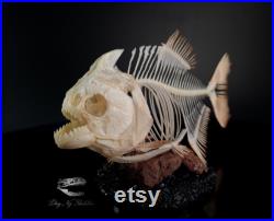 Véritable squelette de piranha 18 cm, taxidermie de poisson, sur Diorama, base d affichage miniature