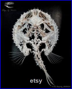 Véritable squelette de poisson-chauve-souris étoilé, taxidermie de poisson, Halieutaea sp