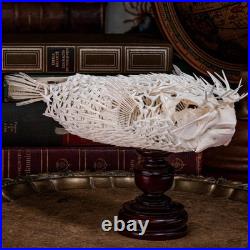 Véritable squelette de poisson-épic, taxidermie de poisson-globe, anatomie