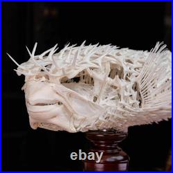 Véritable squelette de poisson-épic, taxidermie de poisson-globe, anatomie