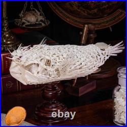 Véritable squelette de poisson-épic, taxidermie de poisson-globe, anatomie