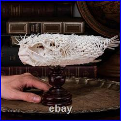 Véritable squelette de poisson-épic, taxidermie de poisson-globe, anatomie