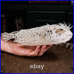 Véritable squelette de poisson-épic, taxidermie de poisson-globe, anatomie