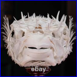 Véritable squelette de poisson-épic, taxidermie de poisson-globe, anatomie
