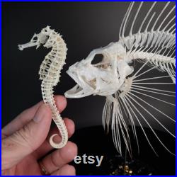 Véritable squelette de poisson-lion, Dendrochirus, taxidermie de poisson, sur socle d'affichage