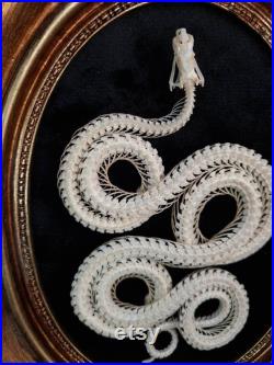 Véritable squelette de serpent Krait bleu, taxidermie de serpent sur cadre gothique