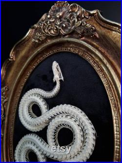 Véritable squelette de serpent Krait bleu, taxidermie de serpent sur cadre gothique
