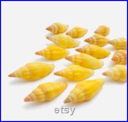 Vexillum vulpecula, coquillage jaune, cabinet de curiosité, collection de coquillage, mini coquillage couleur, taxidermie, terraria Vexillum vulpecula, coquillage jaune, cabinet de curiosité, collection de coquillage, mini coquillage couleur, taxidermie, terraria