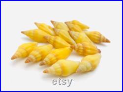 Vexillum vulpecula, coquillage jaune, cabinet de curiosité, collection de coquillage, mini coquillage couleur, taxidermie, terraria Vexillum vulpecula, coquillage jaune, cabinet de curiosité, collection de coquillage, mini coquillage couleur, taxidermie, terraria