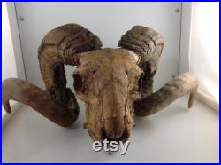 Vieux crâne de mouton de ram grand affichage ou Halloween