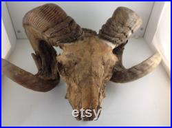 Vieux crâne de mouton de ram grand affichage ou Halloween
