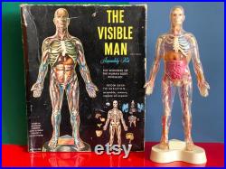 Vintage 1950's Anatomical Skeleton Model 'The Visible Man' Corps Masculin Transparent Fabriqué aux USA Par Renwal