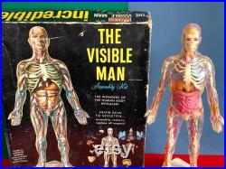 Vintage 1950's Anatomical Skeleton Model 'The Visible Man' Corps Masculin Transparent Fabriqué aux USA Par Renwal