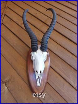 Vintage Antelope Skull with Horns Antlers Gothic Taxidermy Collectable Anatomy Home Decor Exhibit Vintage Antelope Skull with Horns Antlers Gothic Taxidermy Collectable Anatomy Home Decor Exhibit Vintage Antelope Skull with Horns Antlers Gothic Taxidermy Collectable Anatomy Home Decor Exhibit Vintage An
