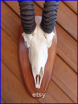 Vintage Antelope Skull with Horns Antlers Gothic Taxidermy Collectable Anatomy Home Decor Exhibit Vintage Antelope Skull with Horns Antlers Gothic Taxidermy Collectable Anatomy Home Decor Exhibit Vintage Antelope Skull with Horns Antlers Gothic Taxidermy Collectable Anatomy Home Decor Exhibit Vintage An