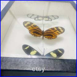 Vintage Butterfly Taxidermy Frame, Butterfly from South America, Box of Taxidermy Insect Butterfly Real Butterfly